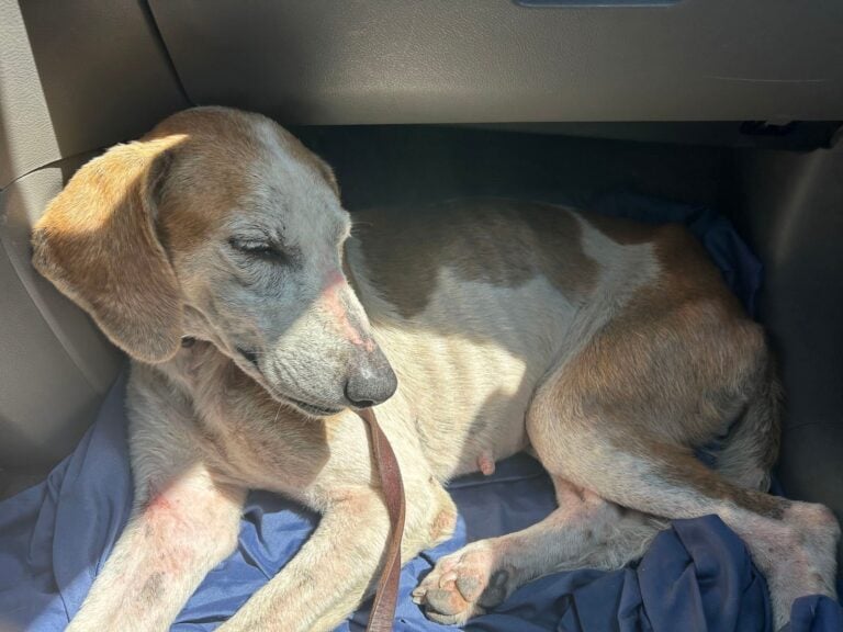 Abandoned in a Swamp, This Starving Dog’s Response to Her Rescuer Will Melt Your Heart