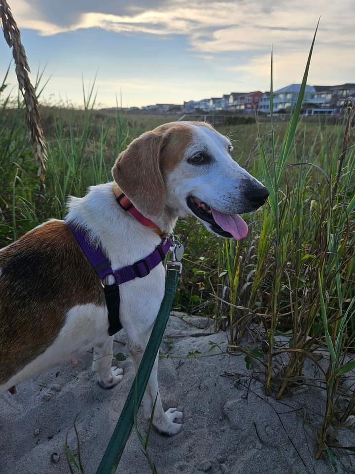 Abandoned in a Swamp, This Starving Dog’s Response to Her Rescuer Will Melt Your Heart