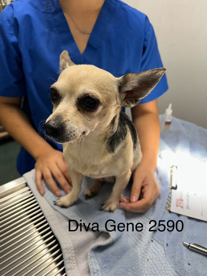 DIVA GENE