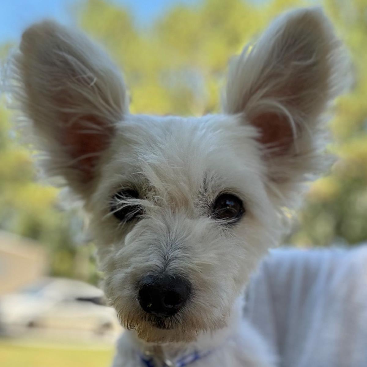 Louie