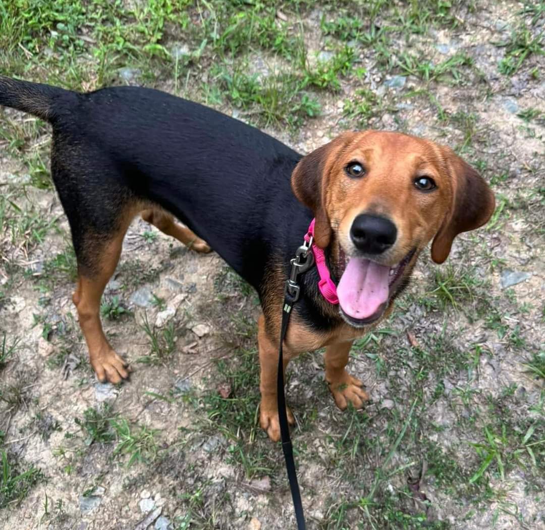 Marigold: Not at the shelter