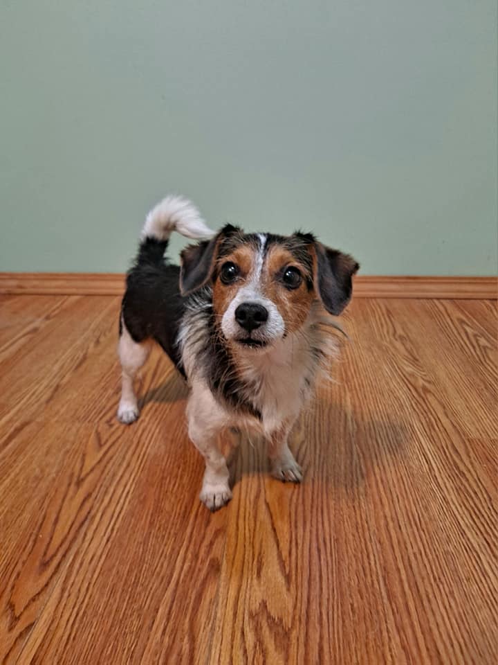 Loki