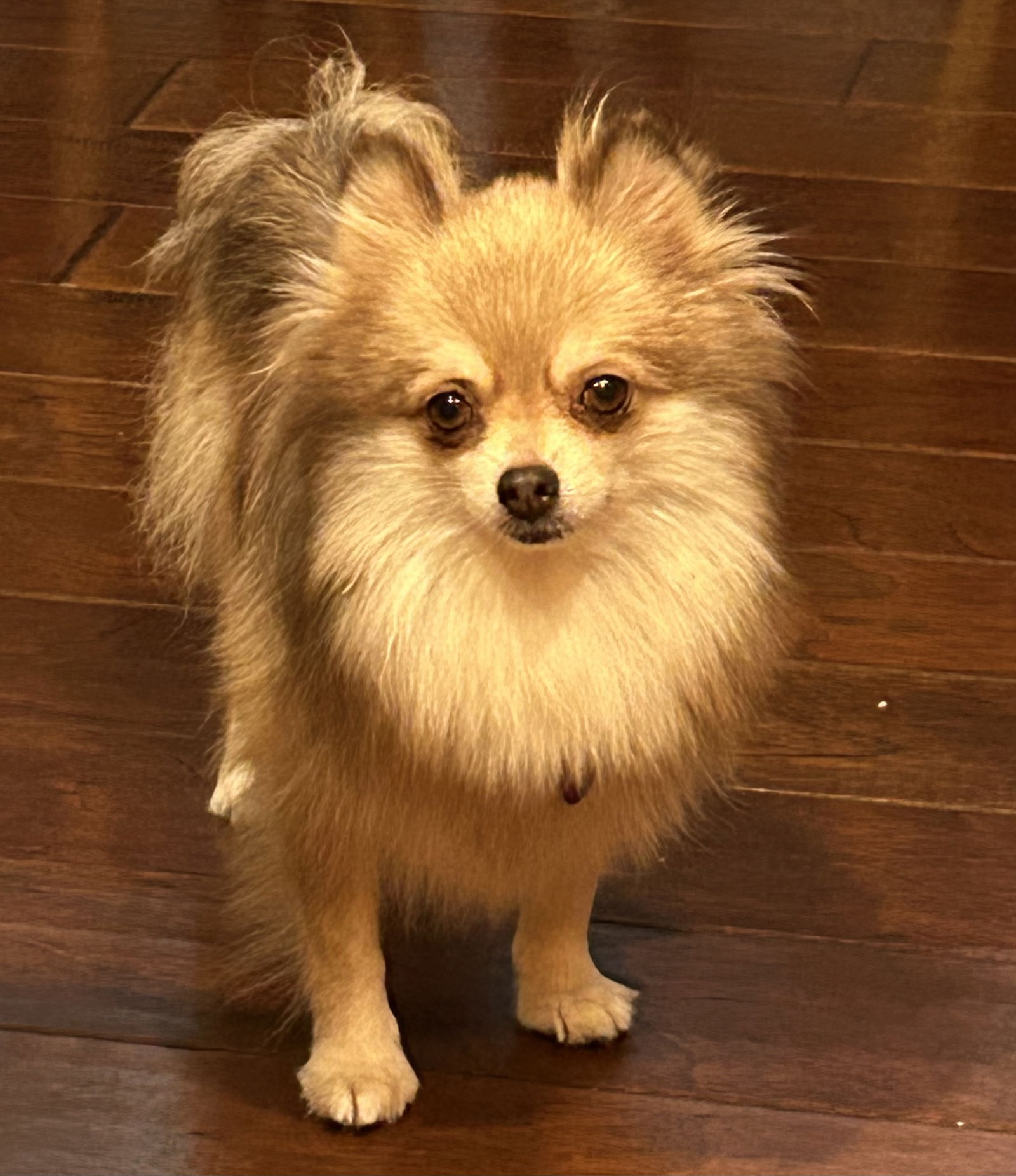 Lilo