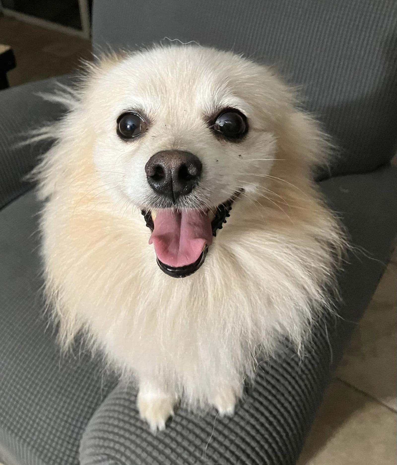 Koda