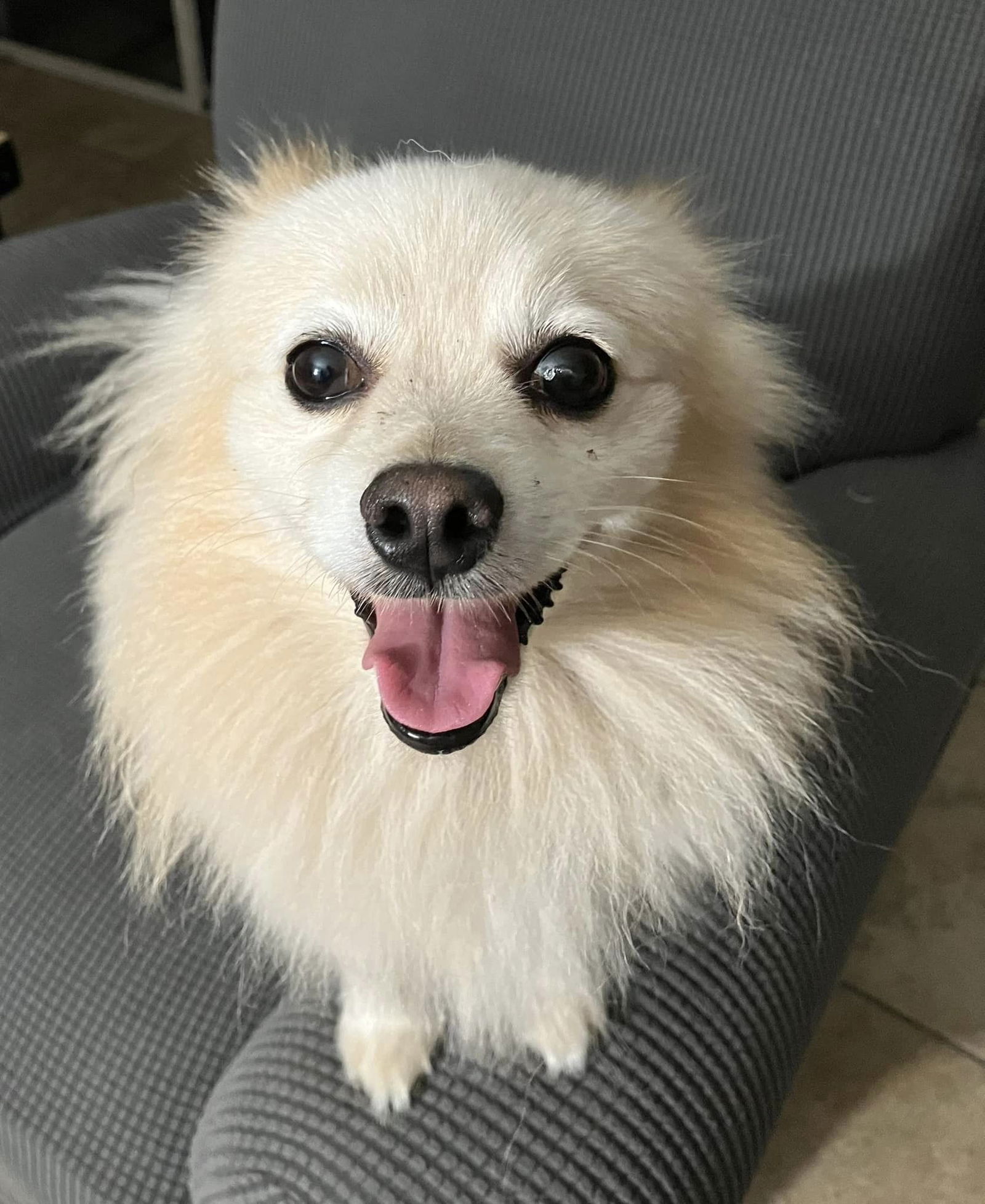 Koda