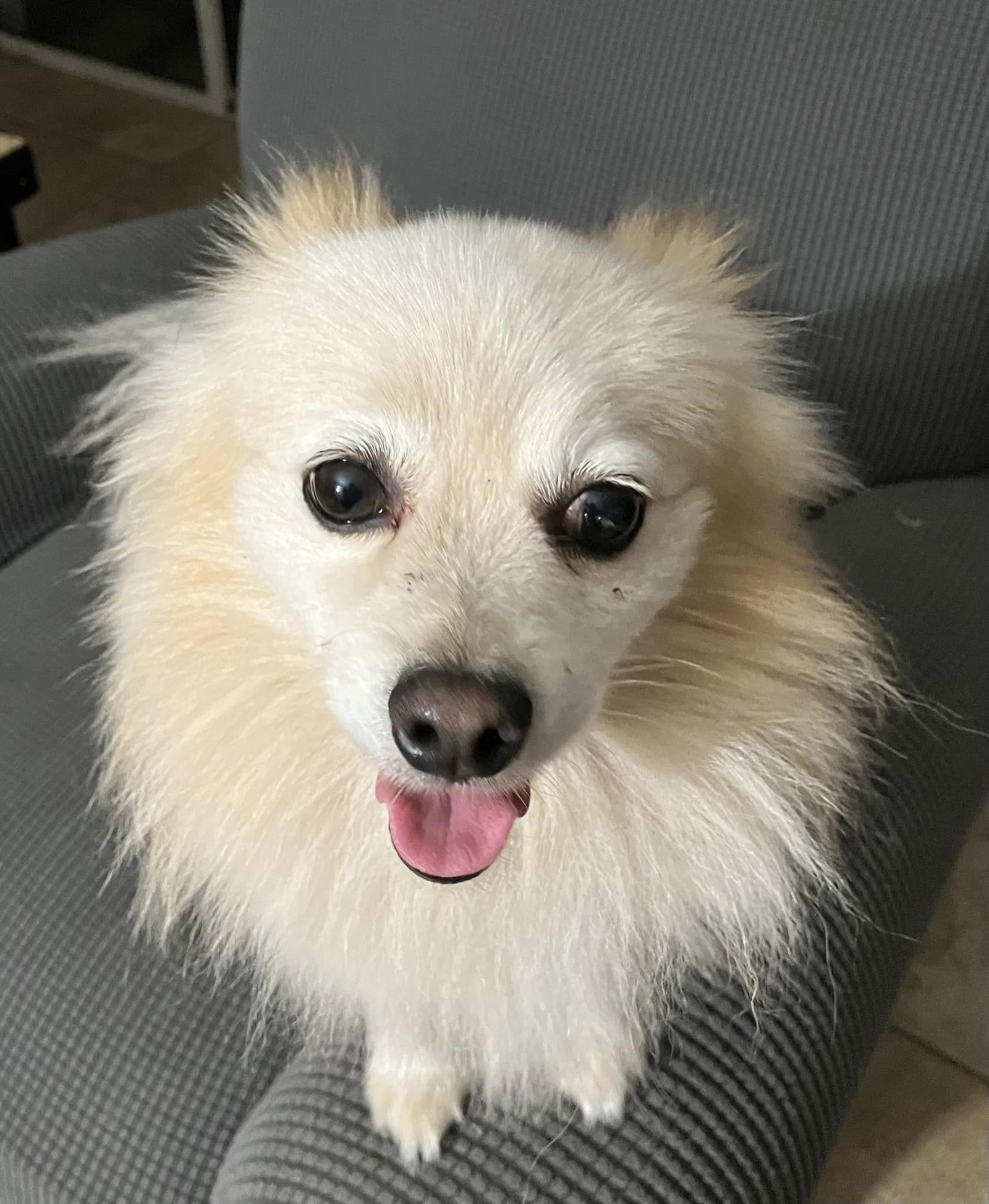 Koda