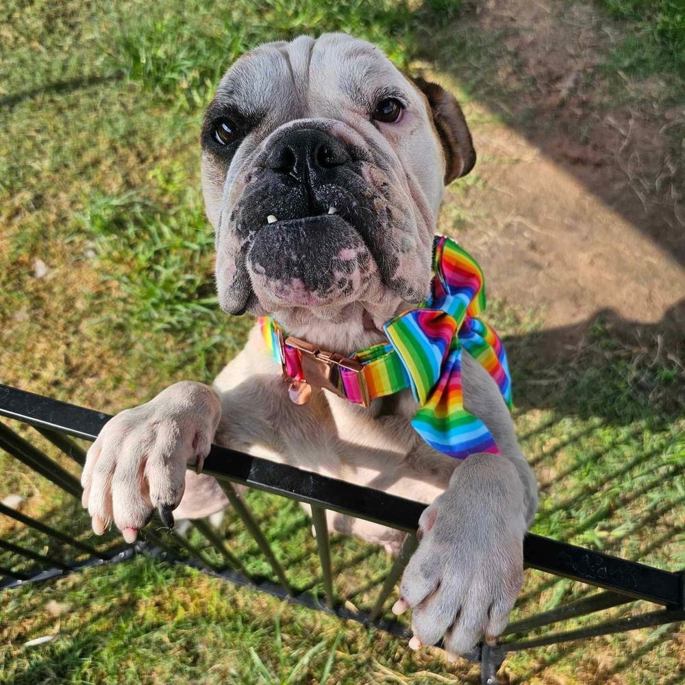 Mabel