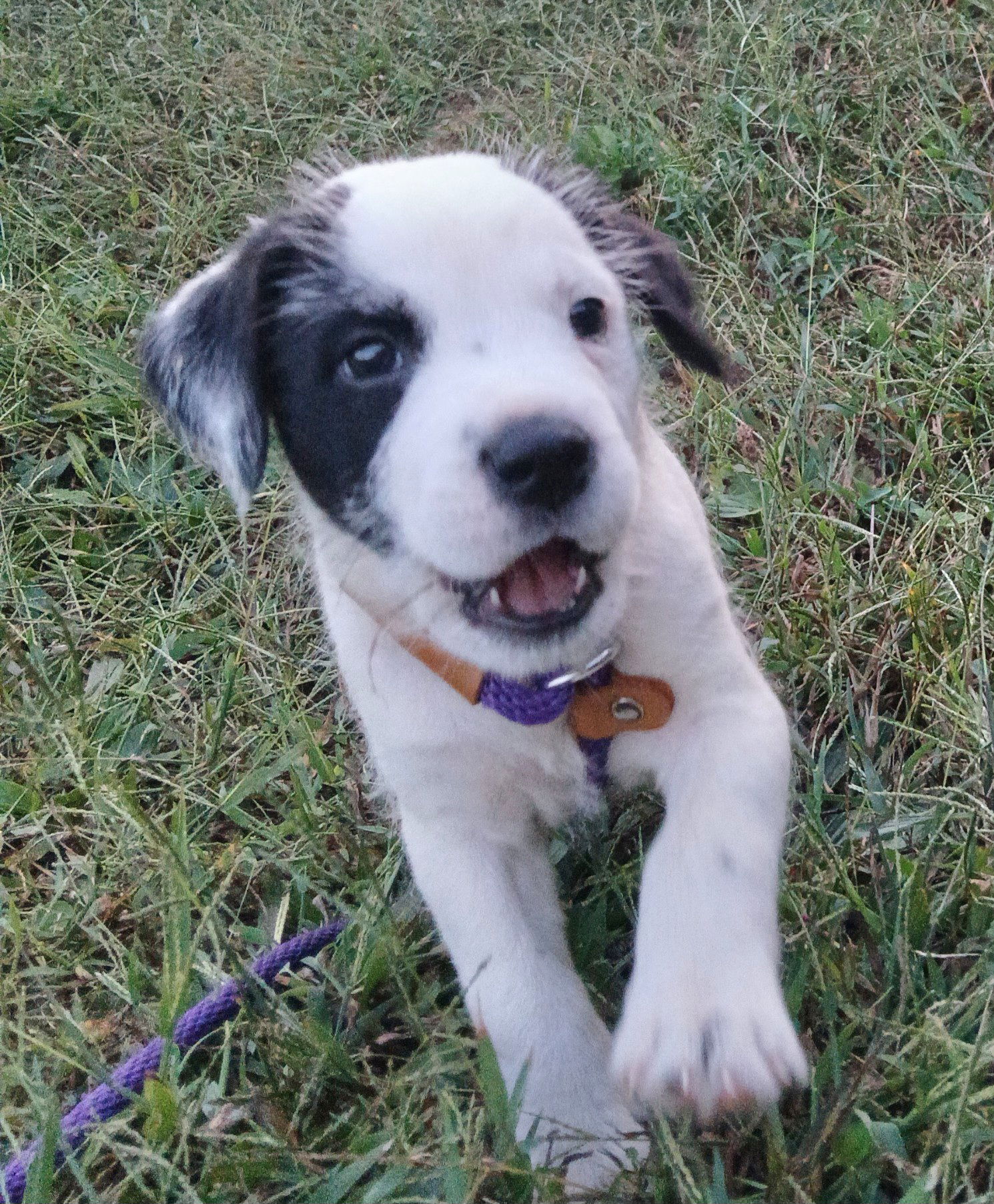 PUPPY POLAR