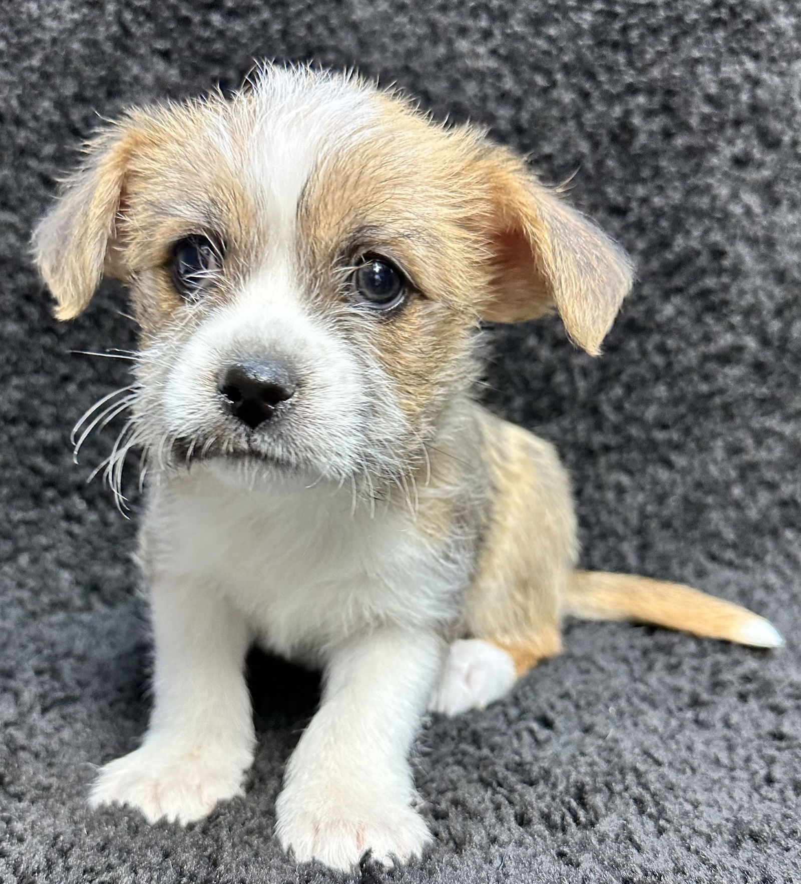 SPONSOR or FOSTER ME - Peanut