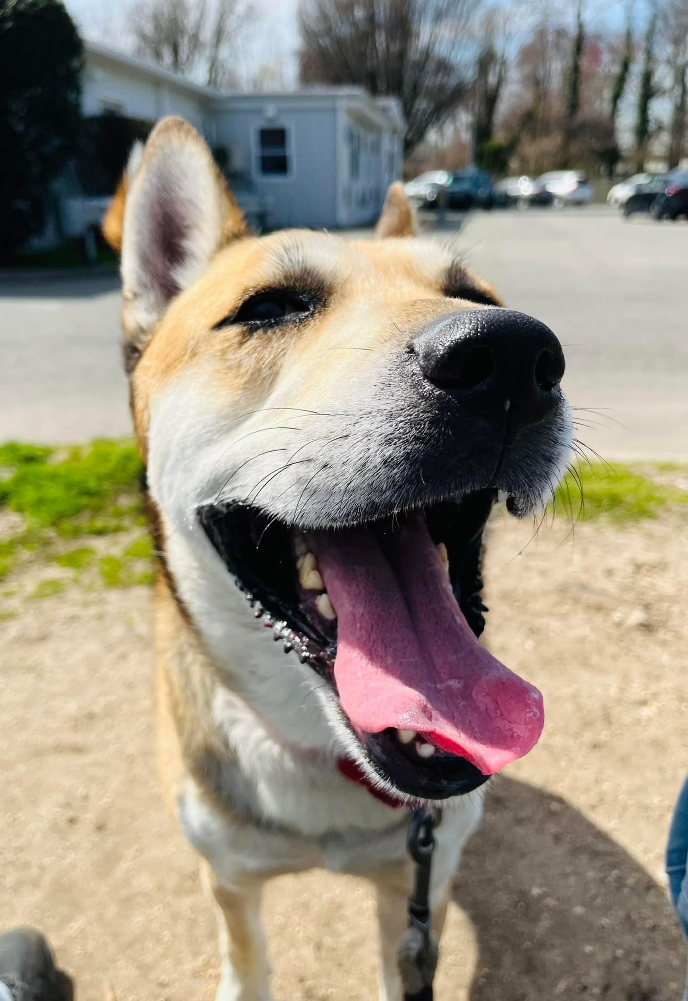 Auggie