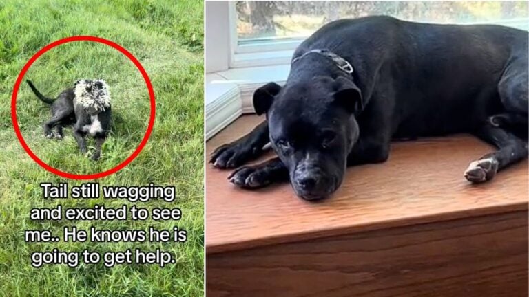 Abandoned Dog Found Covered in 100s of Porcupine Quills—When Rescuers Find Him He Does The Sweetest Thing