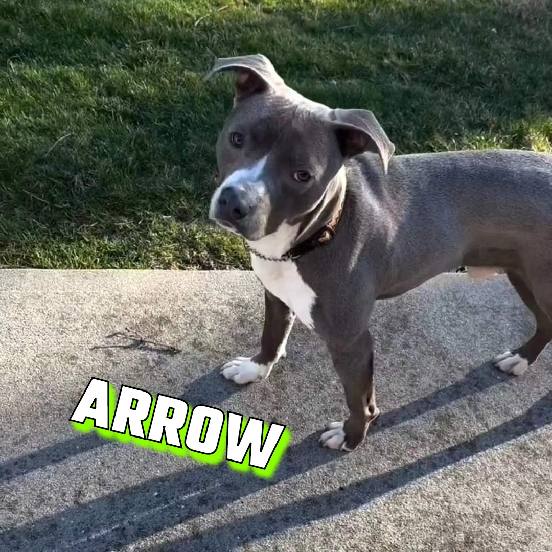 Arrow up for Adoption