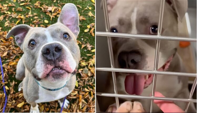 Heartbreaking Watch: Loyal Pit Bull Sees His Friend Adopted, Now Awaits His Turn After 5 Years!