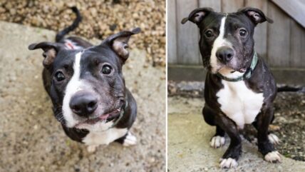 After Surviving Severe Abuse, This Forgiving Pitbull Still Loves Everyone —Now He Needs a Family to Call His Own