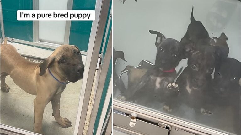 Purebred Dogs in Shelters