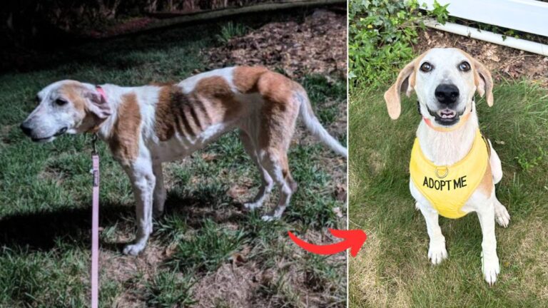 Egg: Abandoned in a Swamp, This Starving Dog’s Response to Her Rescuer Will Melt Your Heart