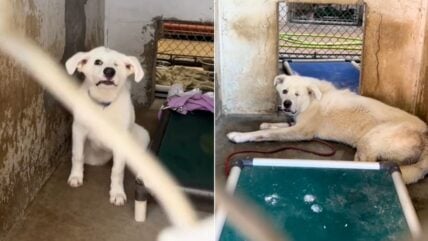 Great Pyrenees Mix Trapped in Shelter for 450 Days – Resource Guarding to Blame, But Will It Keep Him from Finding Love?