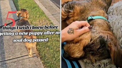 Grieving Owner Whose “Soul Dog” Passed Shares What She Wishes She Knew Before Getting a New Puppy 