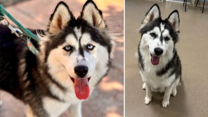 Heartbreak as Shelter Dog Is Adopted and Returned in Just 2 Hours—Why Can’t This Husky Find a Home?