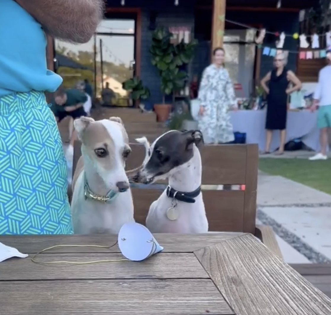 Bark-Worthy Bash! Italian Greyhound’s Birthday Party Is What Dog Dreams Are Made Of