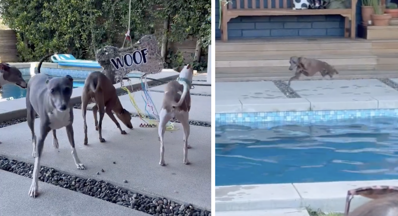 Bark-Worthy Bash! Italian Greyhound’s Birthday Party Is What Dog Dreams Are Made Of