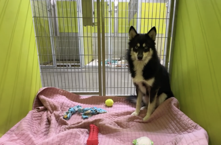 Odin: Watch This Rare Pup's Reaction to 'Good Boy’