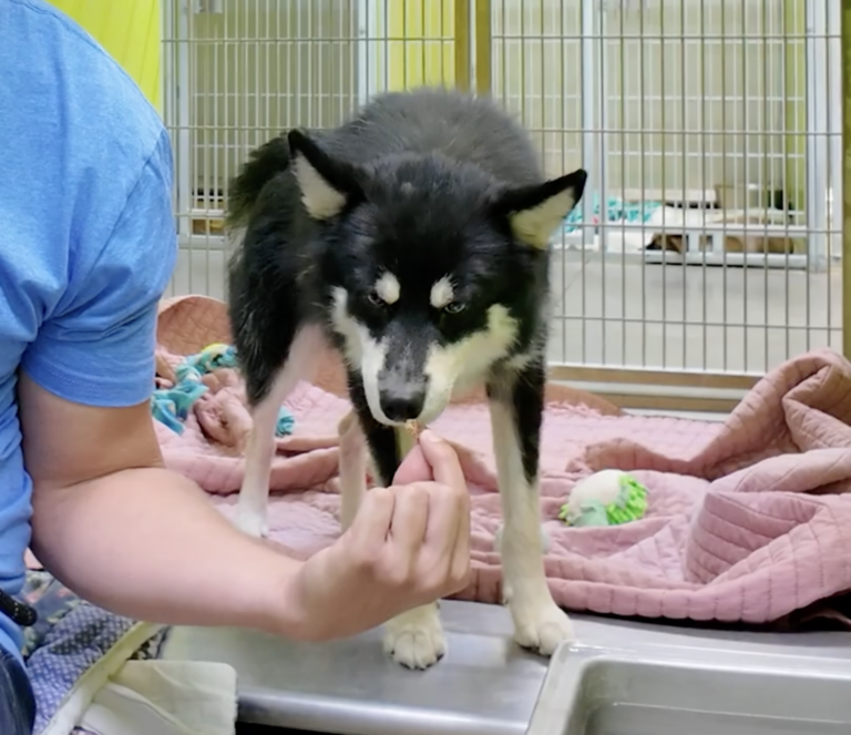 Odin: Watch This Rare Pup's Reaction to 'Good Boy’