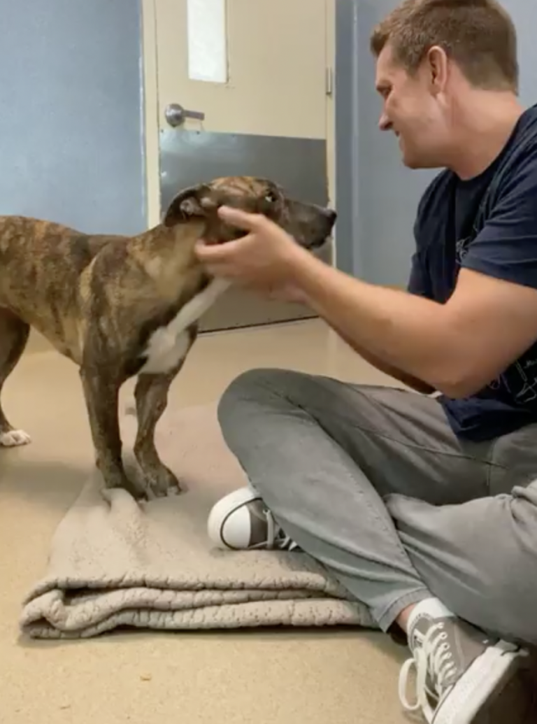 The Unexpected Hello from a Shelter Pit Bull That Stopped Me in My Tracks