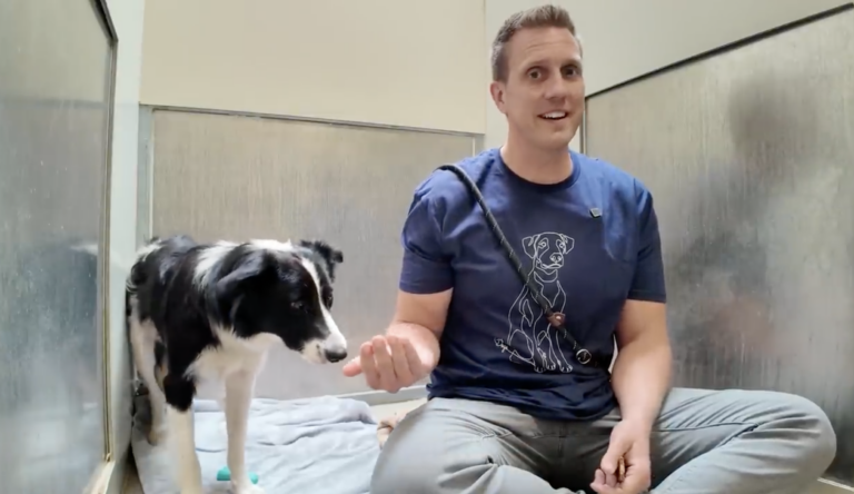 Sitting with dogs 64: Watch this Scared Border Collie React to His First Toy