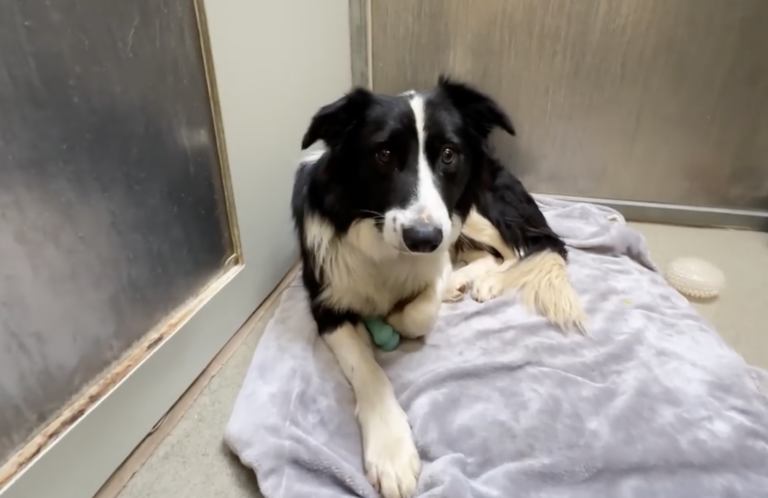 Sitting with dogs 64: Watch this Scared Border Collie React to His First Toy