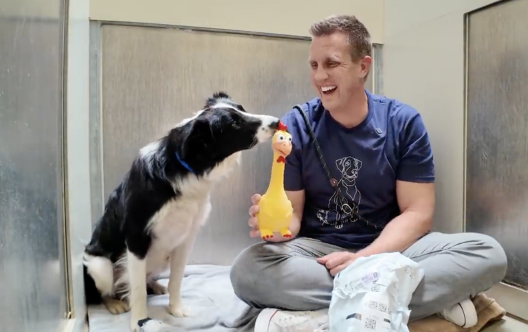 Sitting with dogs 64: Watch this Scared Border Collie React to His First Toy