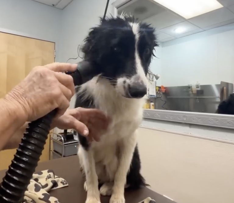 Sitting with dogs 64: Watch this Scared Border Collie React to His First Toy