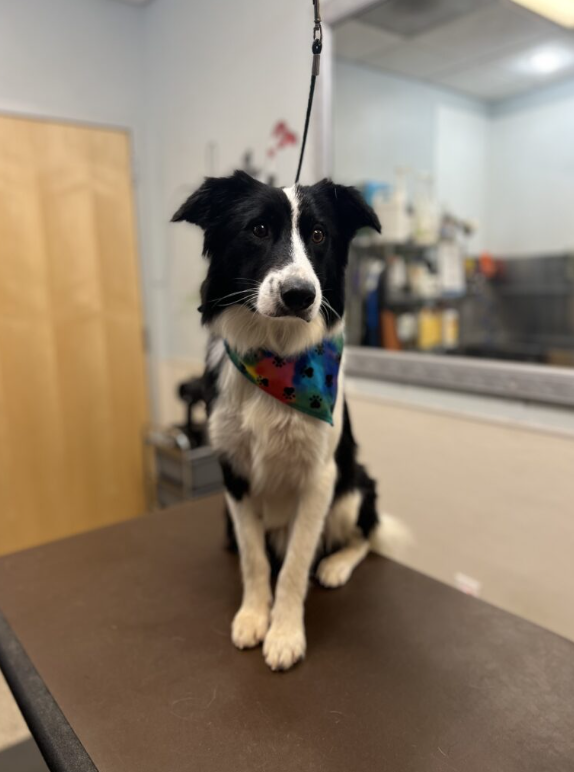 Sitting with dogs 64: Watch this Scared Border Collie React to His First Toy