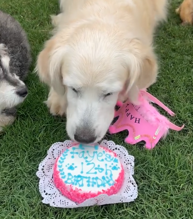 Bark-Worthy Bash! Italian Greyhound’s Birthday Party Is What Dog Dreams Are Made Of