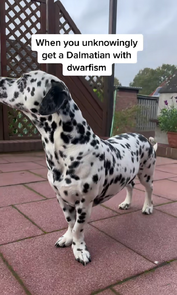 This Dalmatian’s Unique Size Is Due to Dwarfism in Dogs—Here’s What ...