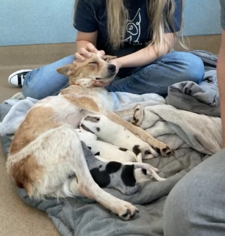 Rescued After a Bus Accident, Brave Mama Dog Delivers Puppies in the Most Unexpected Way!