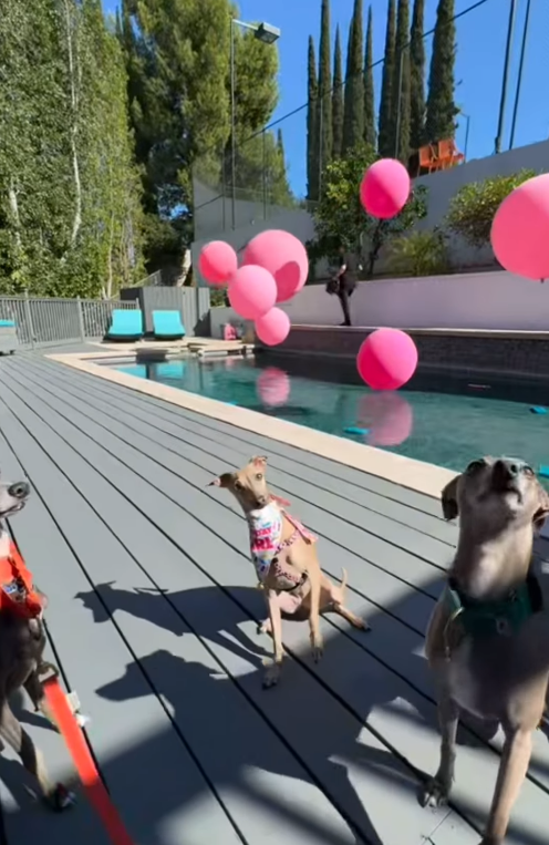 Watch: Italian Greyhound’s Fabulous 1st Birthday Party in all Pink Will Give You Major FOMO!