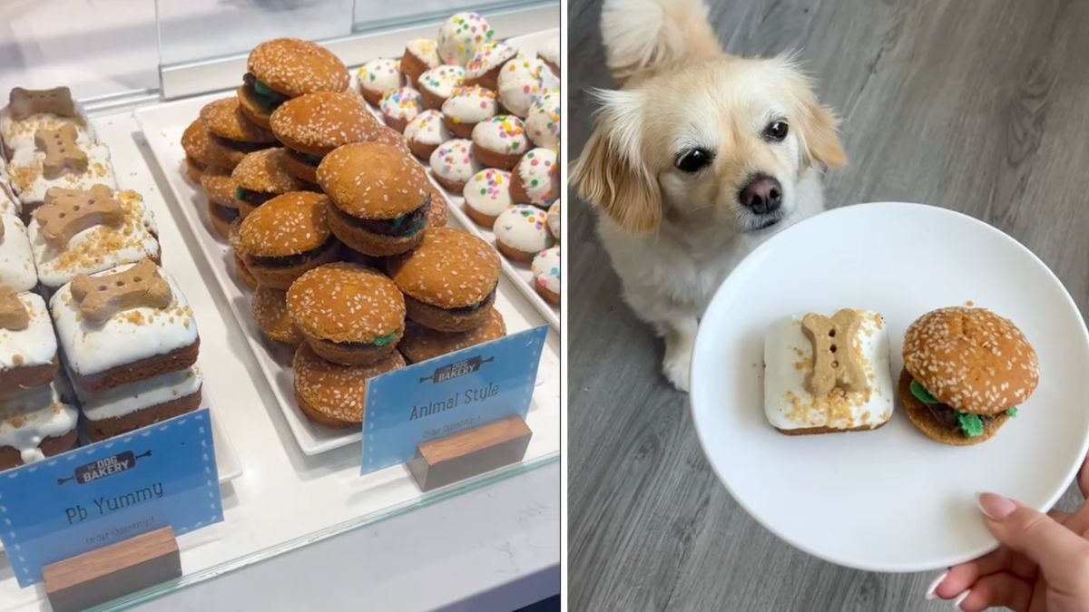 POV You re Shopping At California s Cutest Dog Bakery with Your Pup Rocky Kanaka