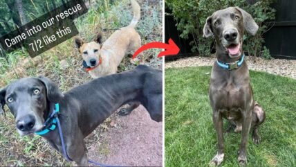 Too Skinny to Thrive? How This Weimaraner Fought for His Life—Now He Needs a Home