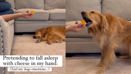 Watch Moment Sneaky Golden Retriever Steals Cheese from Sleeping Owner’s Hand! (+ Can Dogs Eat Cheese?)