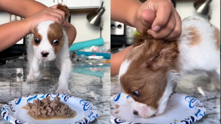 Hungry Cavalier King Charles Spaniel Puppy Stuns Internet After Finishing His Food in Seconds