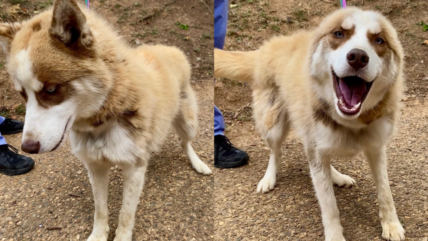 Chained Outside for Years, Maverick the Husky Is Finally Free – Now He Just Needs a Home