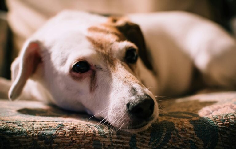 Tear Stains in Dogs