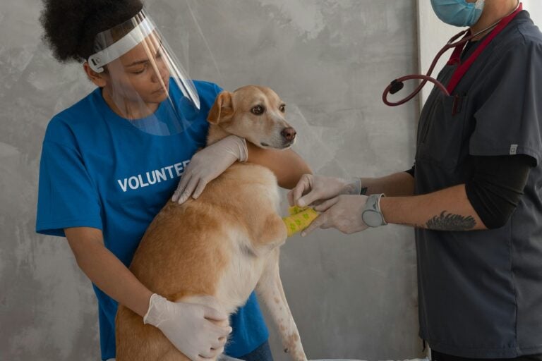 Dachshund Puppy Develops Serious Vaccine Reaction Minutes After Getting Booster Shots 