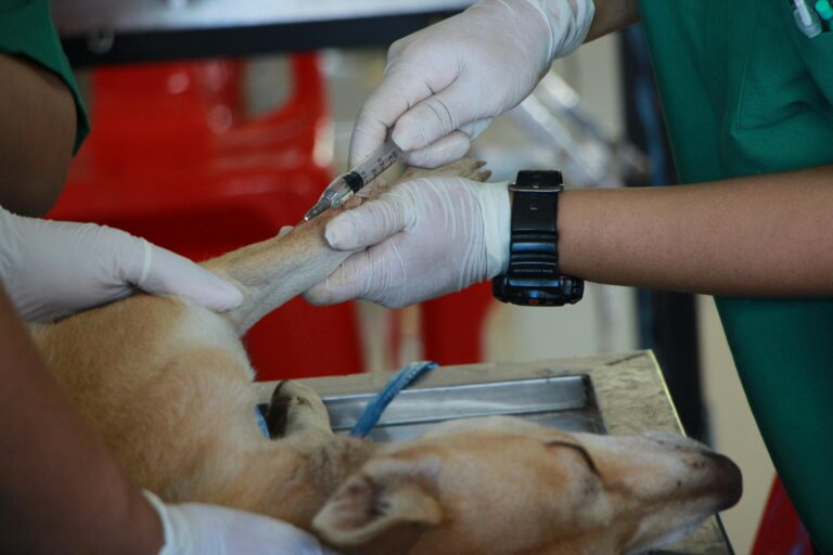 Dachshund Puppy Develops Serious Vaccine Reaction Minutes After Getting Booster Shots 