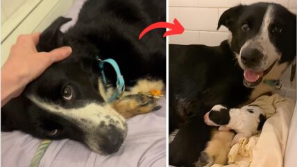 Starving Mama Dog Rescued Just in Time – What Follows Will Melt Your Heart!