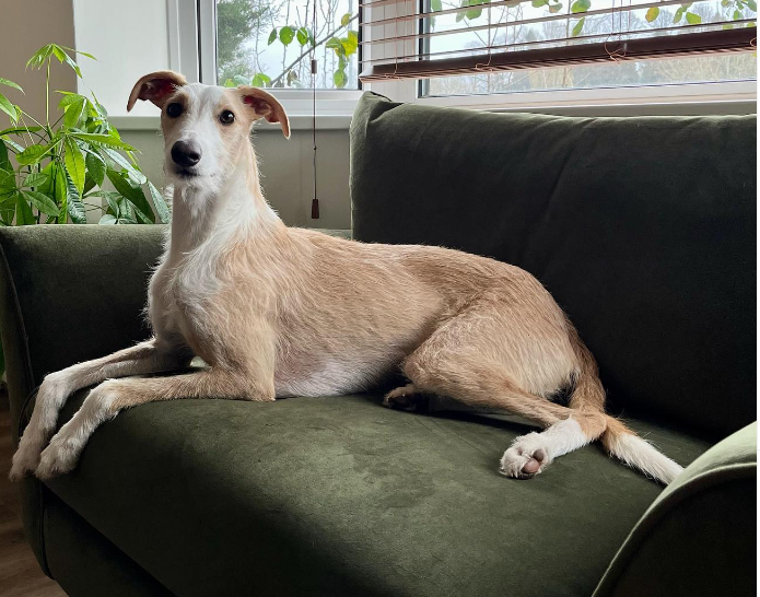 Lurcher Dogs