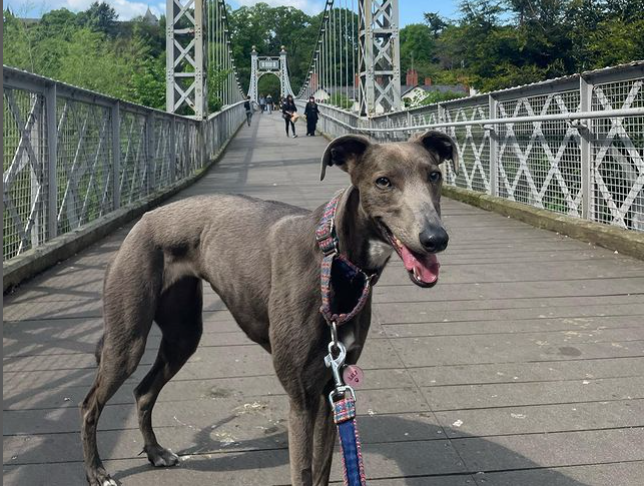 Lurcher Dogs
