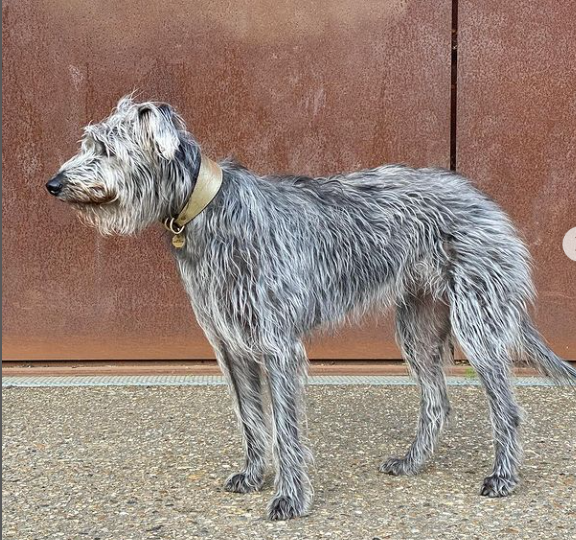 Lurcher Dogs