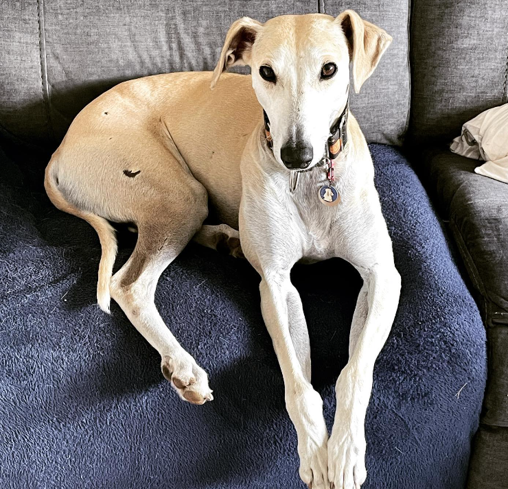 Lurcher Dogs